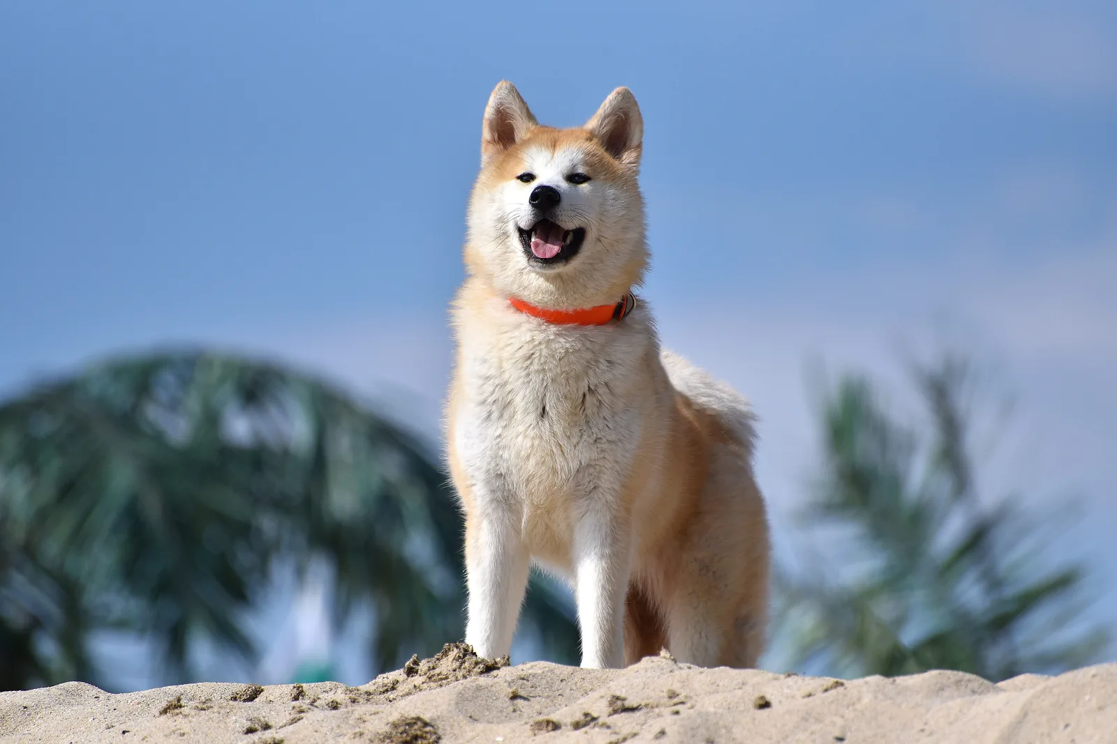 An Akita inu