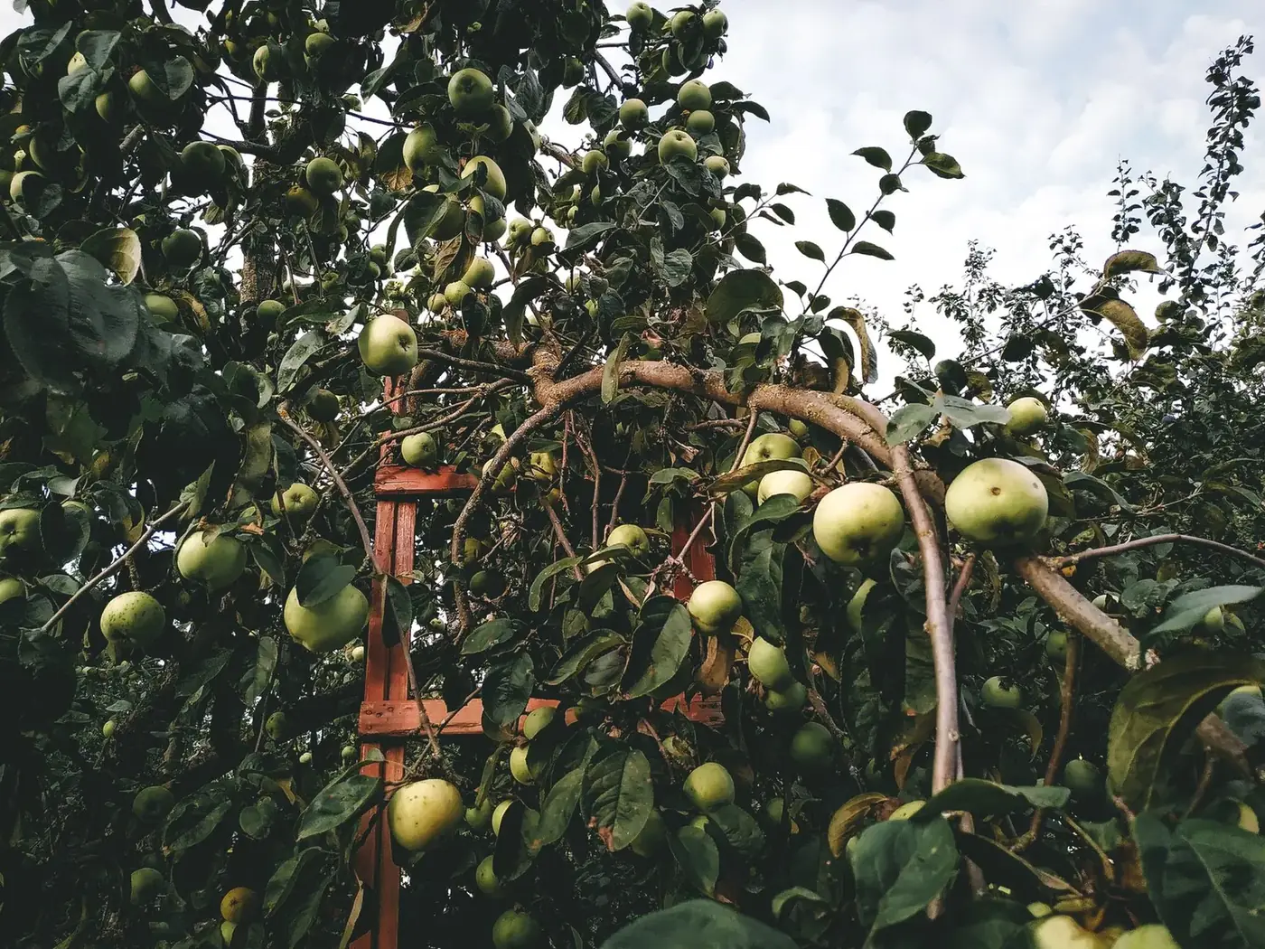 Ripe apples on the branch in an orchard