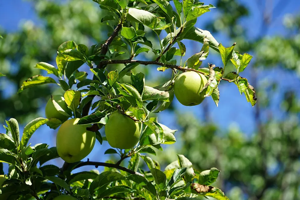 First Aomori apples
