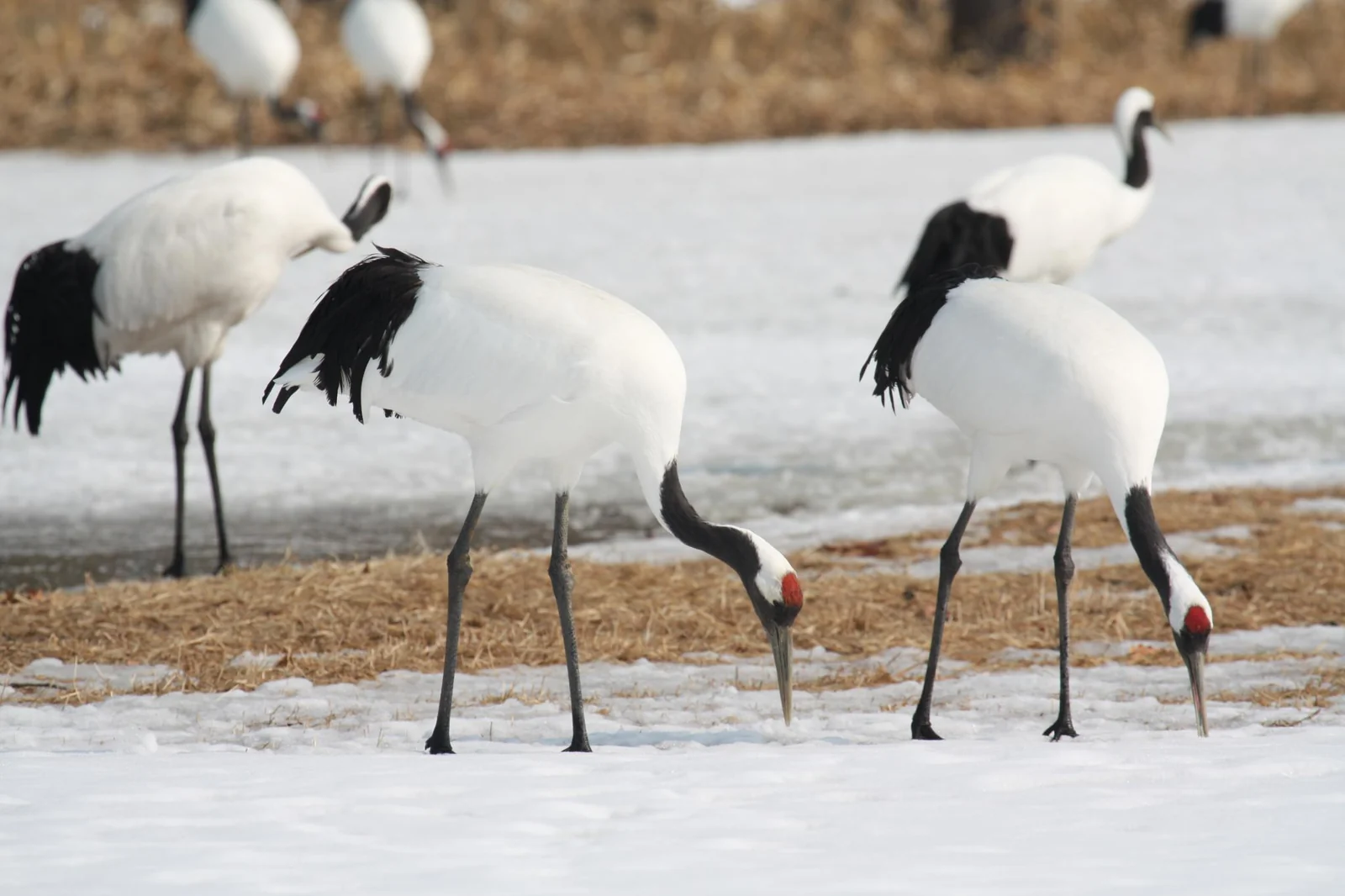 Red-crowned cranes in the Kushiro marsh