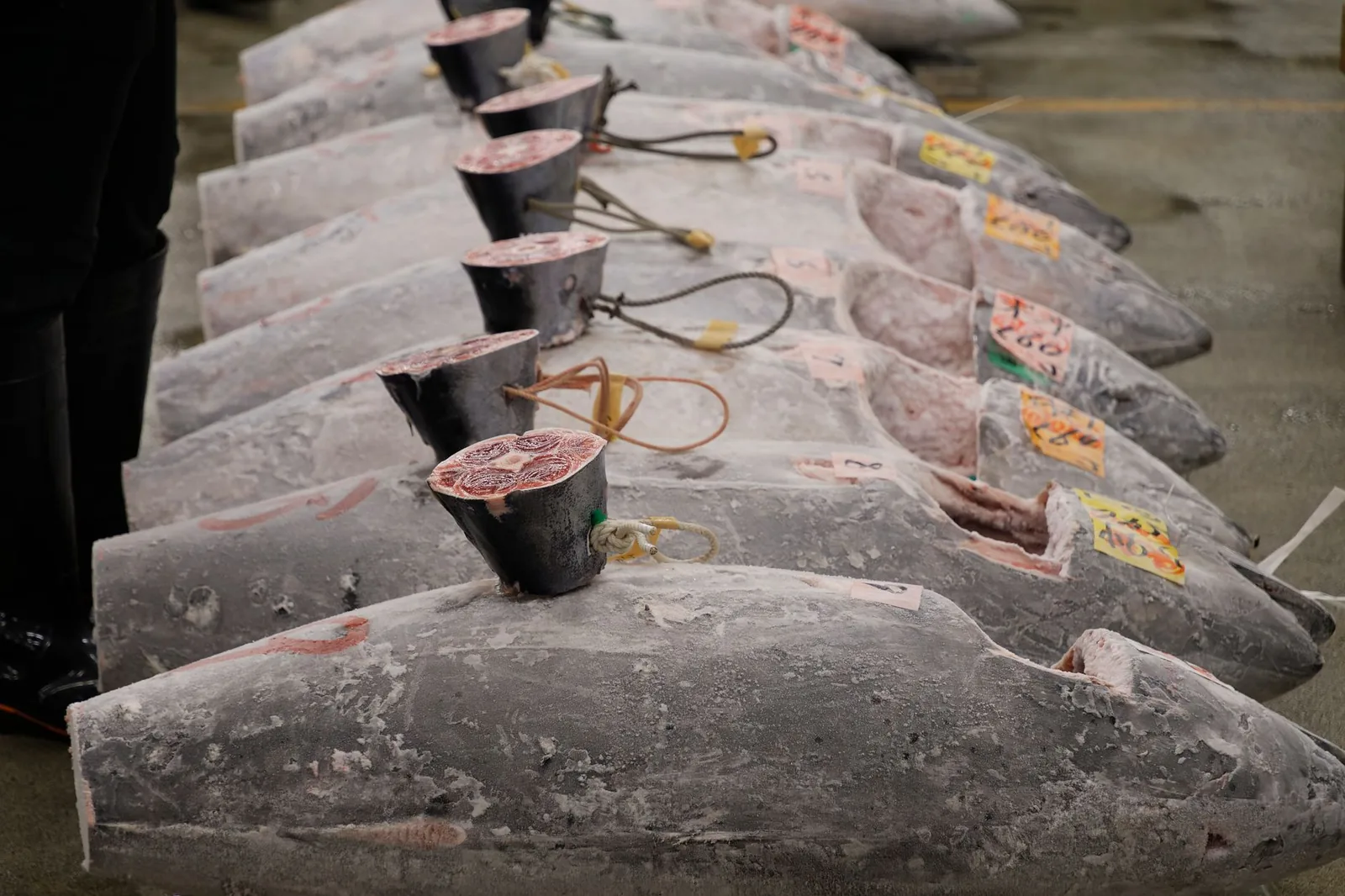 Frozen tuna lined up for auction at a Japanese fish market