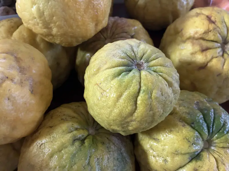 Yuzu everything