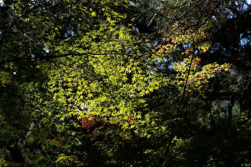 Ritsurin Garden with pines and a pond in Takamatsu