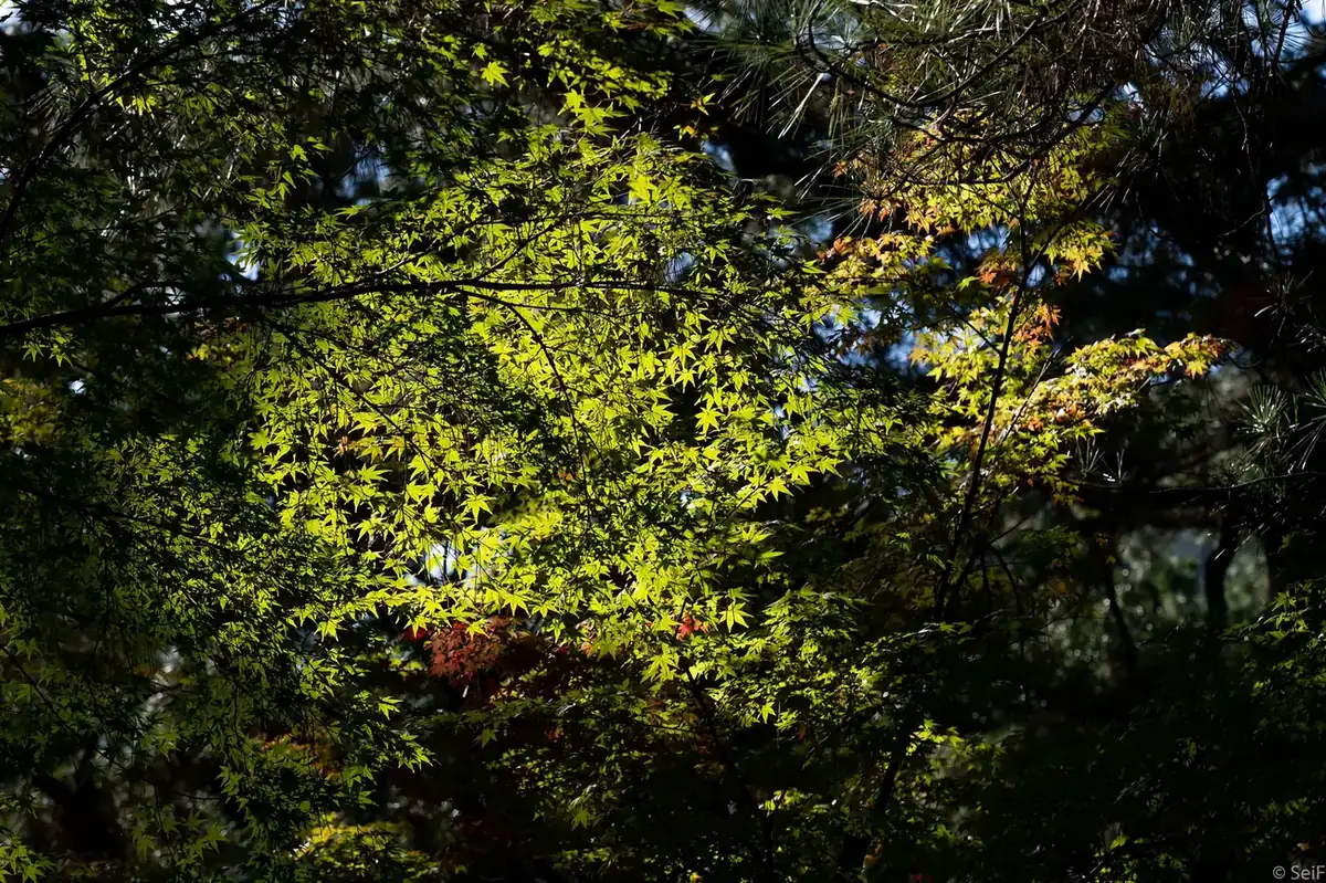 Ritsurin Garden with pines and a pond in Takamatsu