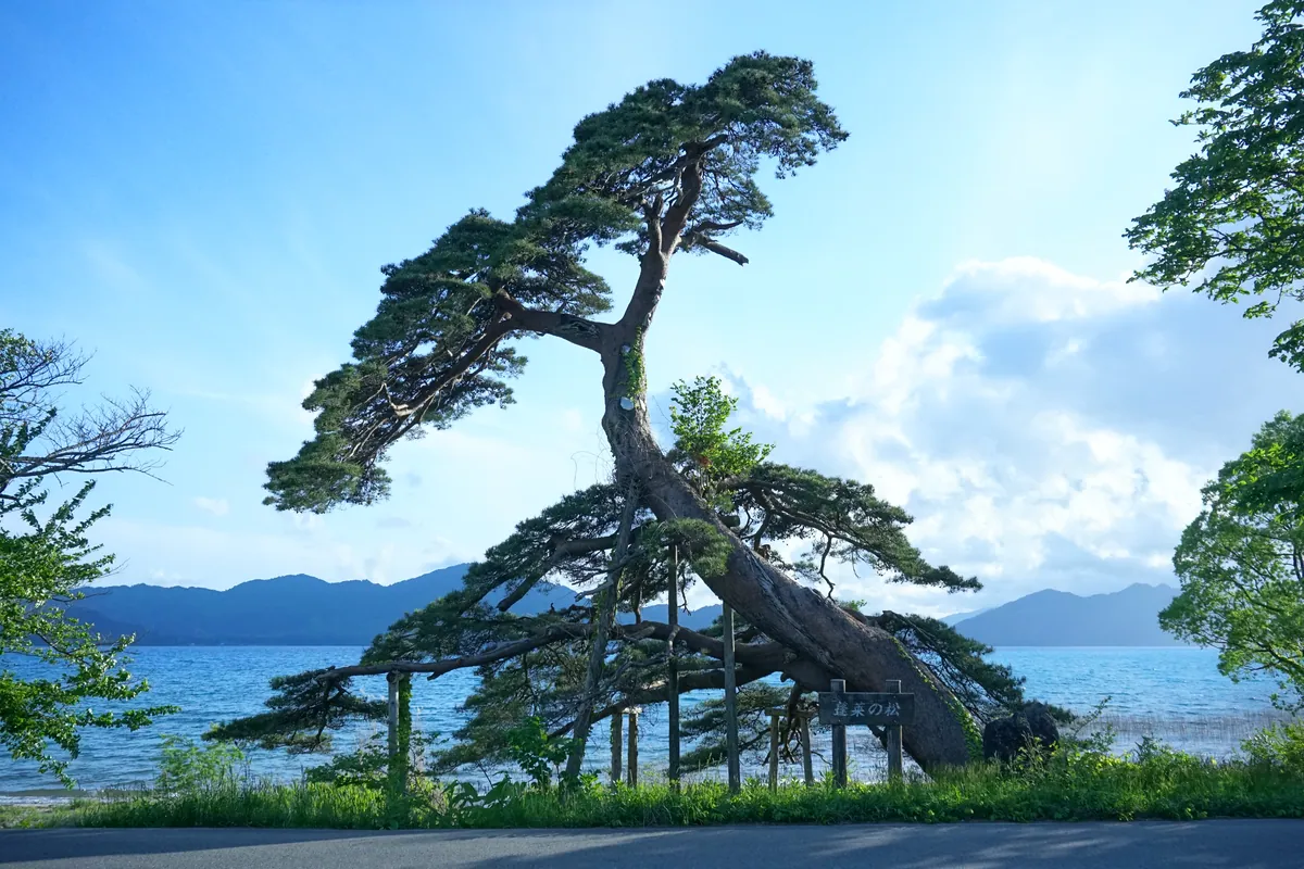 Horai-no-Matsu at shore of Lake Tazawa