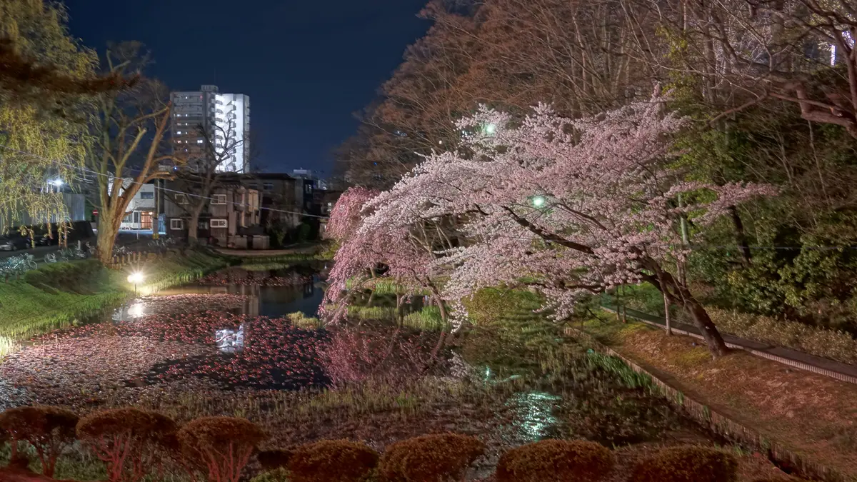 Yozakura in Senshu Park