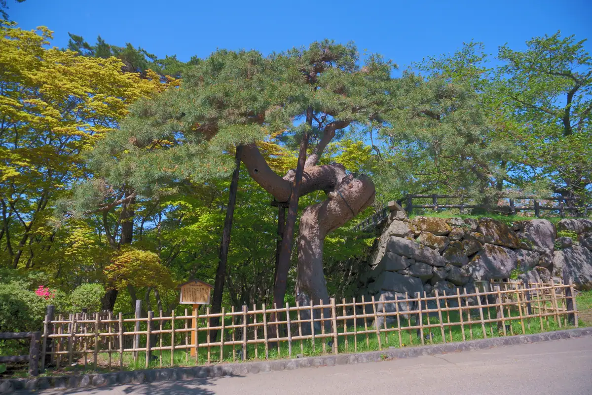 Tsuru-no-matsu the large pine tree in Hirosaki Castle
