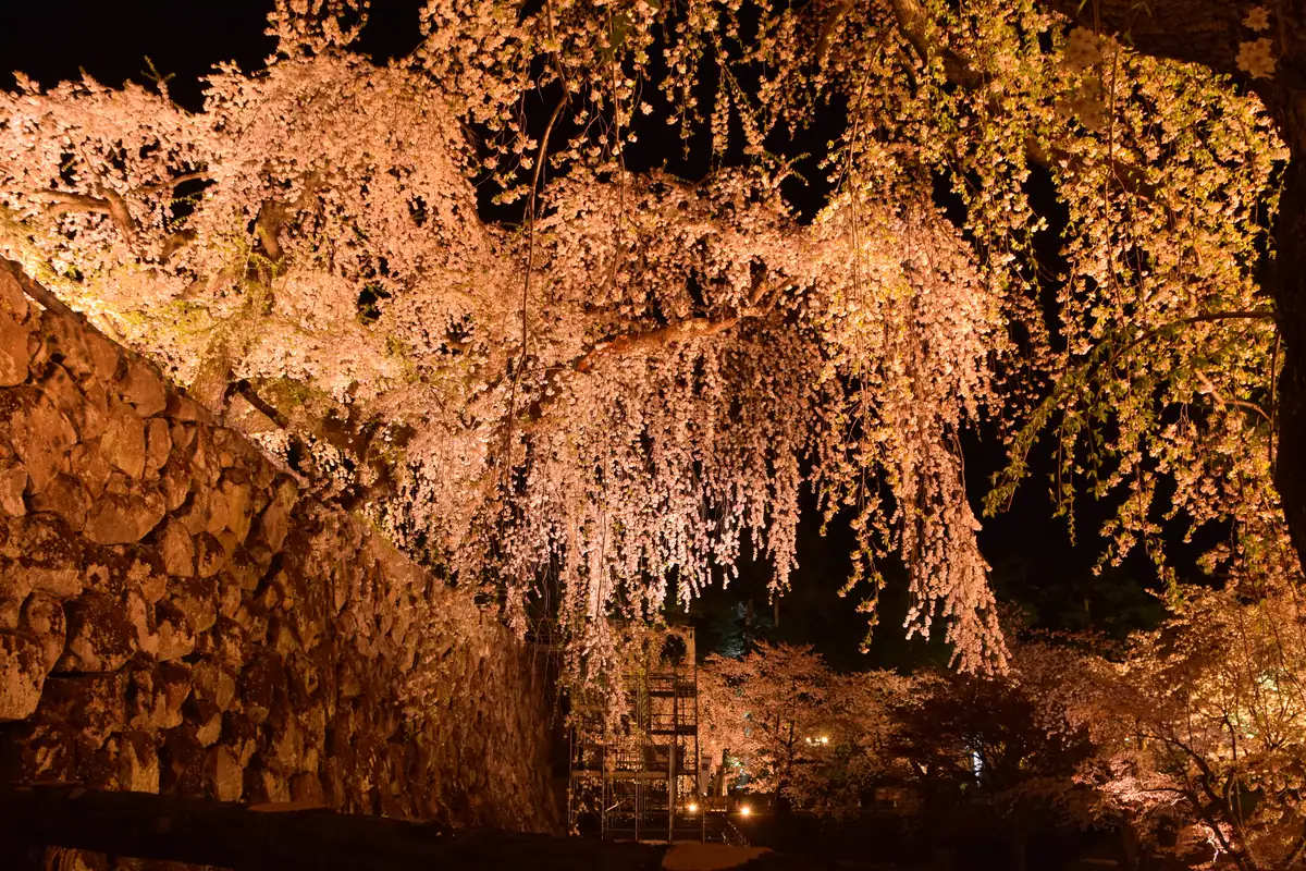 Night sakura in Hirosaki Castle