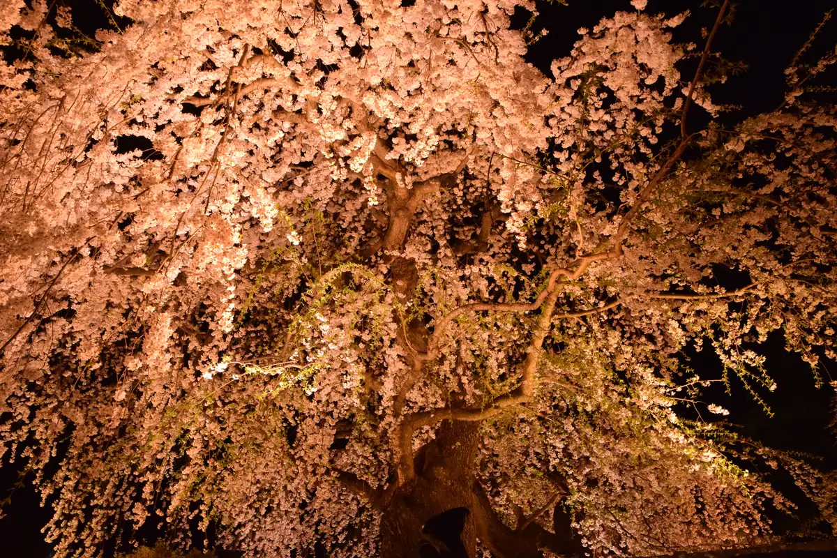 Night sakura in Hirosaki Castle