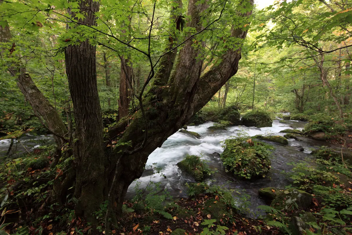 Oirase Stream View 景色(けしき)