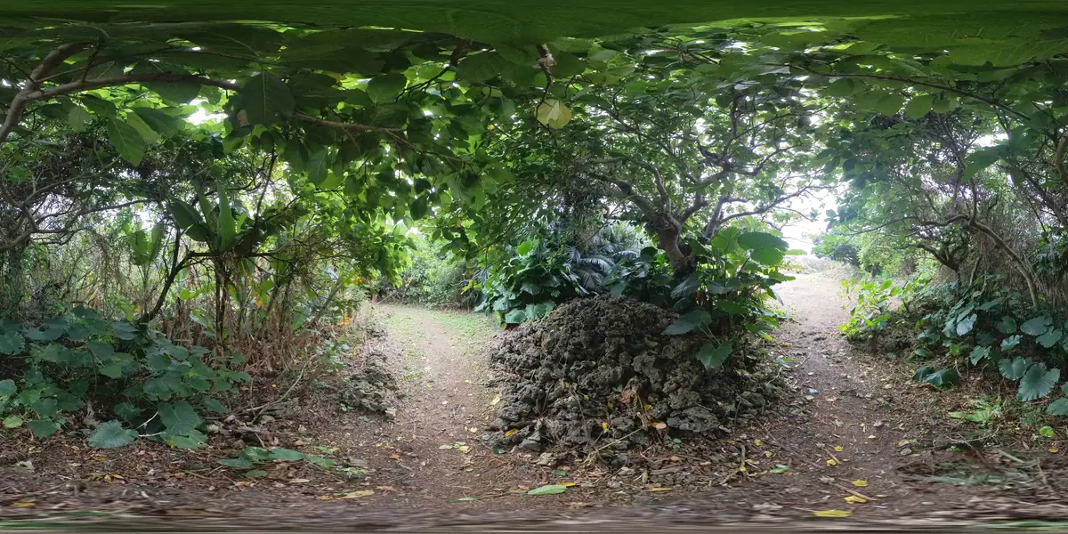 Taketomi Island, Shinzatomura Site Tree 360-degree