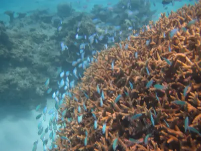 珊瑚礁浮潛・石垣島 照片2