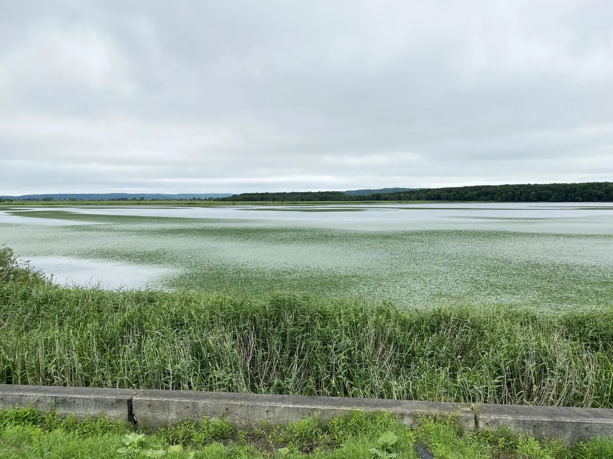 Kushiro Marsh, Shibecha