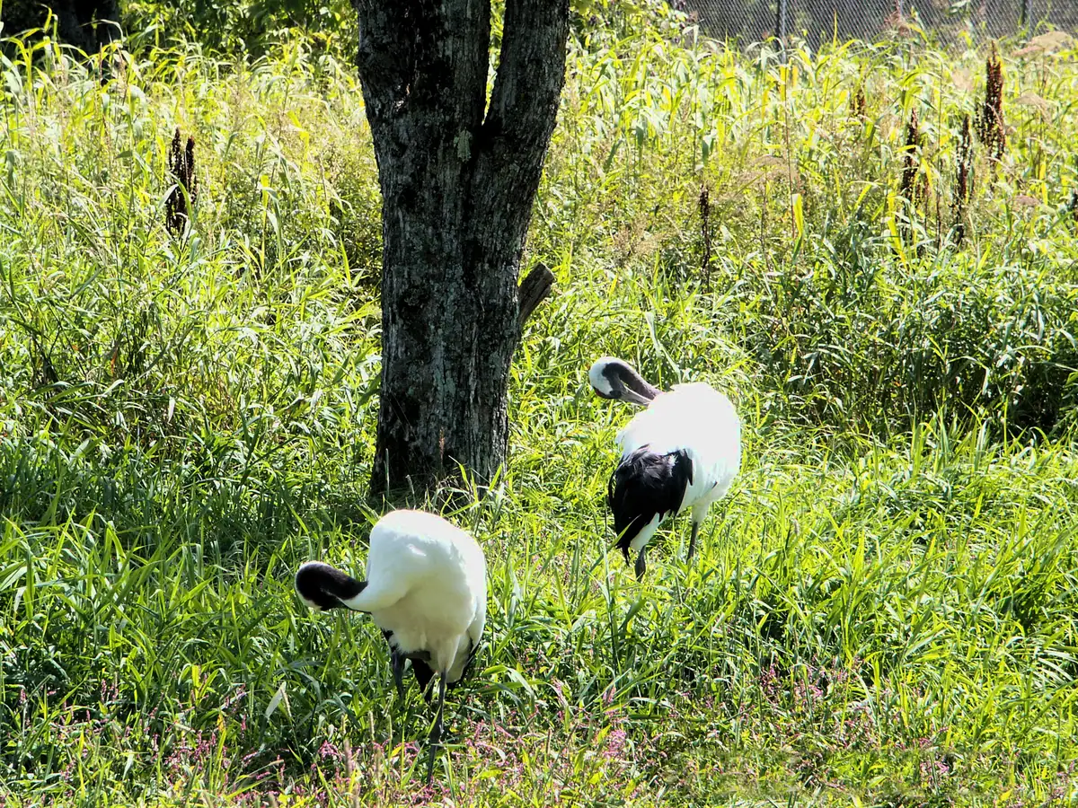 Red-crowned Crane Park