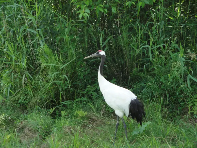Red-crowned cranes