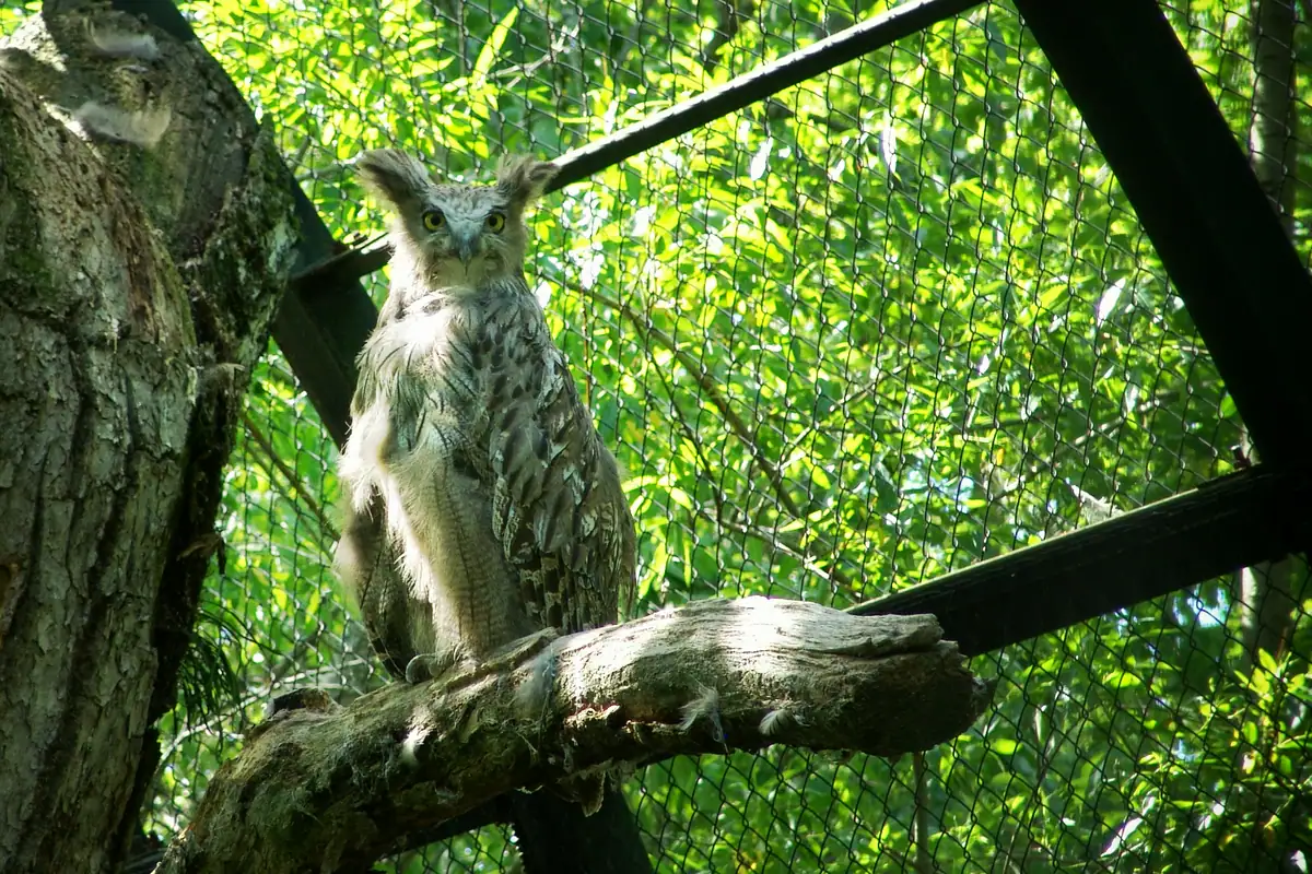 Bubo blakistoni -Kushiro Zoo -Japan-8a