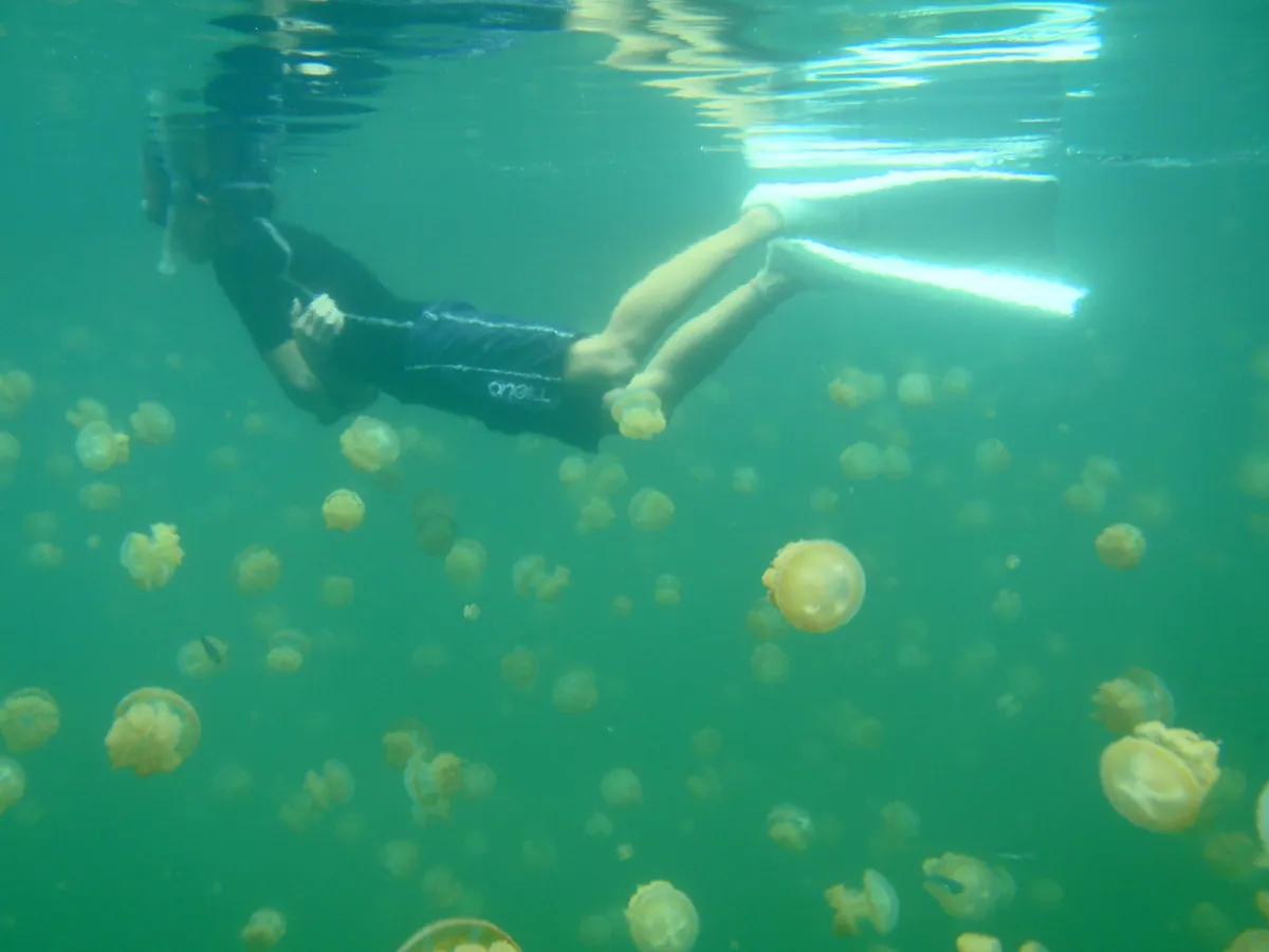 Snorkeling with Jellyfish