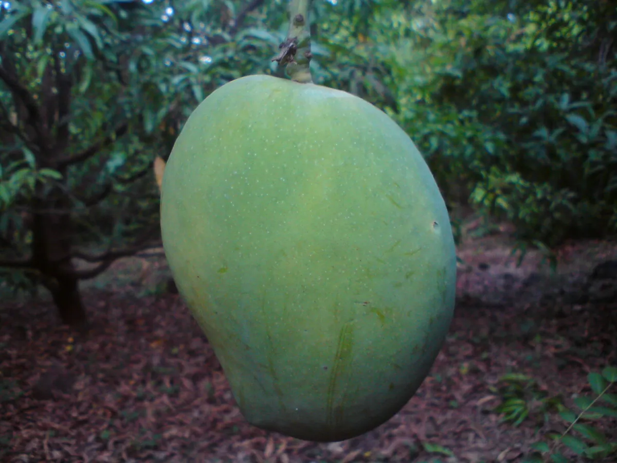 An Unripe Mango Of Ratnagiri (India)