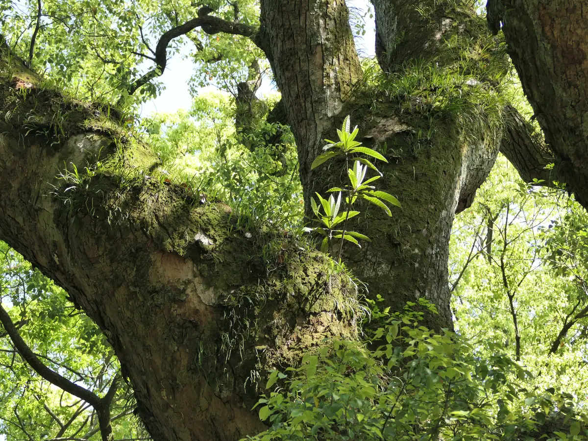 Atsuta-jingū (Atsuta-ku, Nagoya) VLux5 hdsr c04