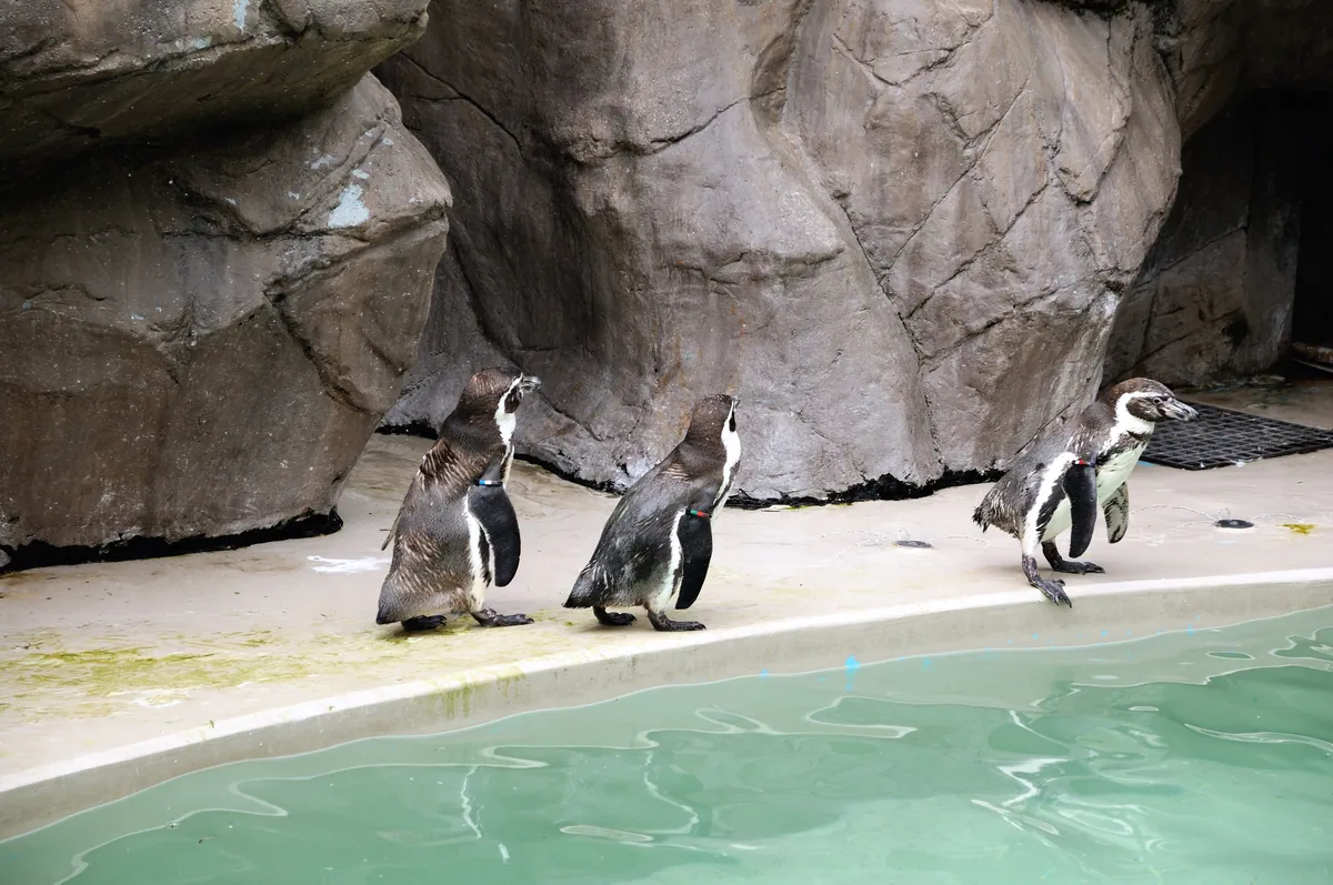 Humboldt penguins (Spheniscus humboldti) at the Niigata City Aquarium