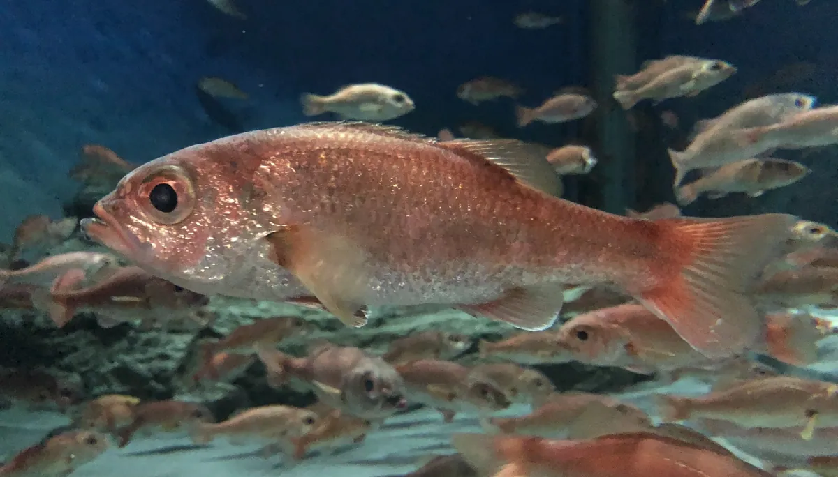 Doederleinia berycoides Marinepia 2