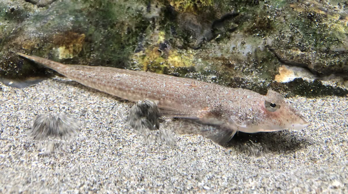 Repomucenus richardsonii Marinepia