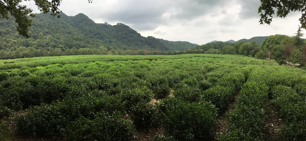 China National Tea Museum 3