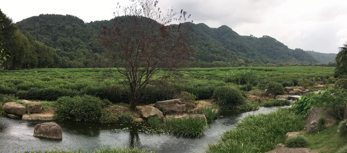 China National Tea Museum 1