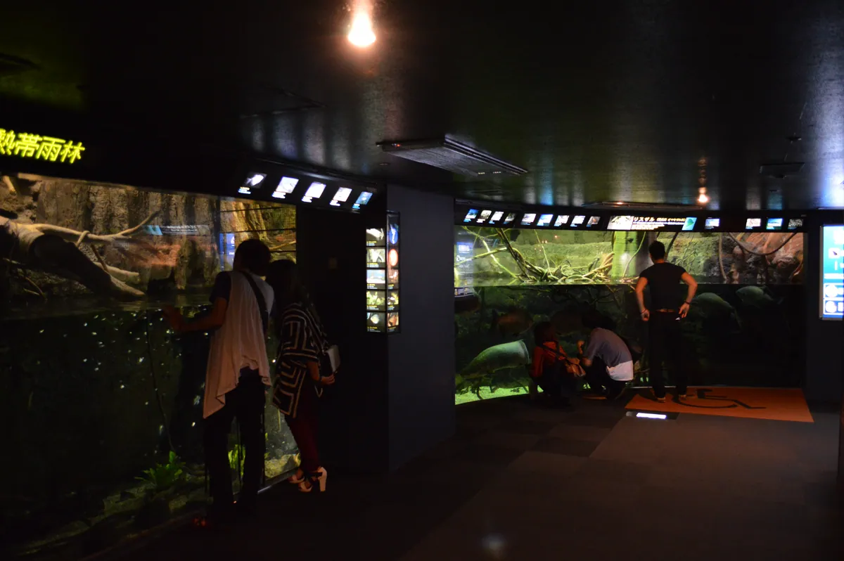 Osaka Aquarium Kaiyukan 2013-09B