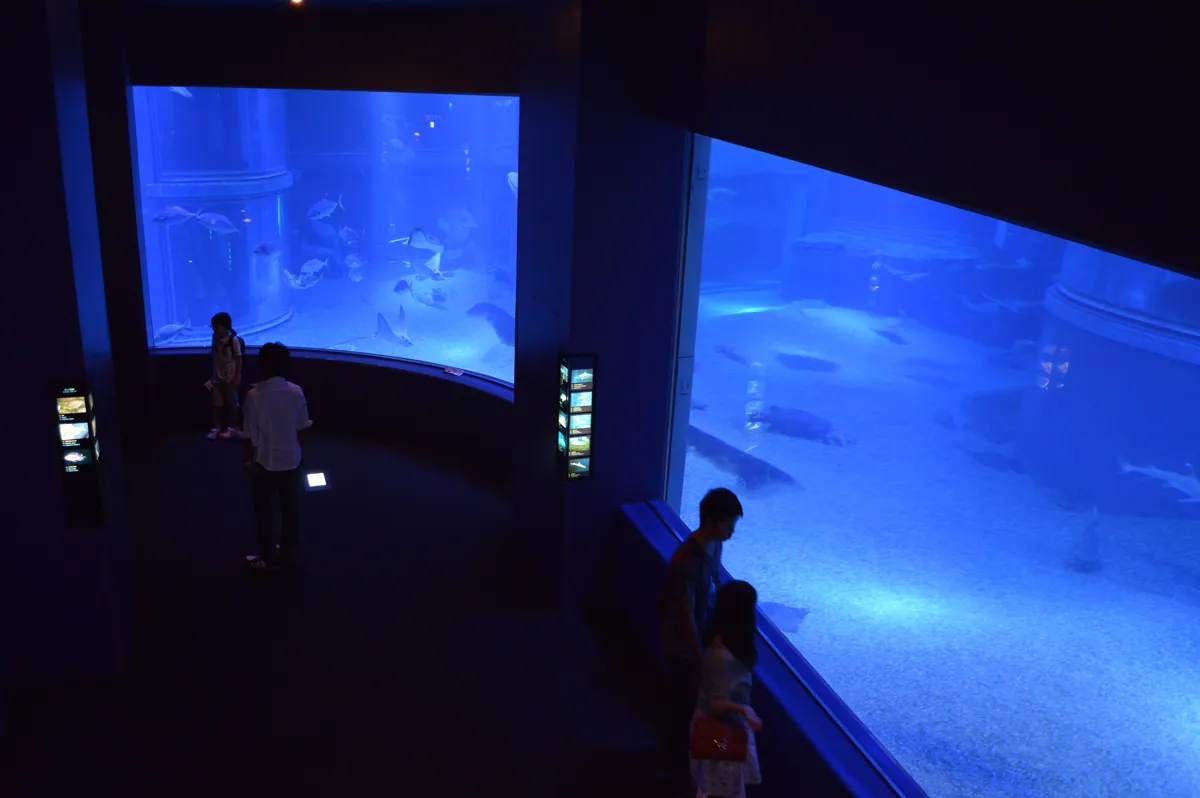 Osaka Aquarium Kaiyukan 2013-09D