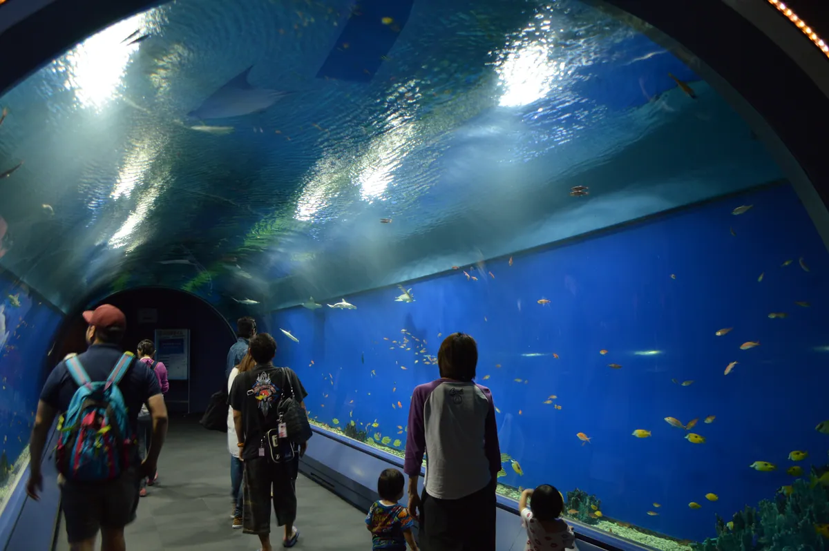Osaka Aquarium Kaiyukan 2013-09F