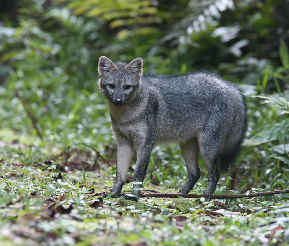 Crab-eating Fox