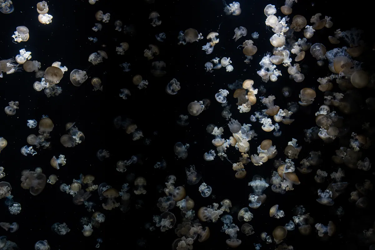 Kamo Aquarium 29