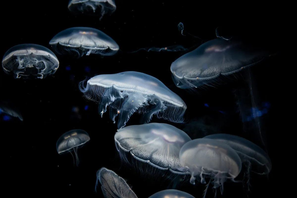 Kamo Aquarium 36