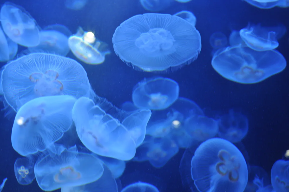 Kamo Aquarium 4