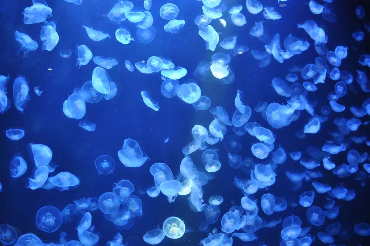 Kamo Aquarium 5