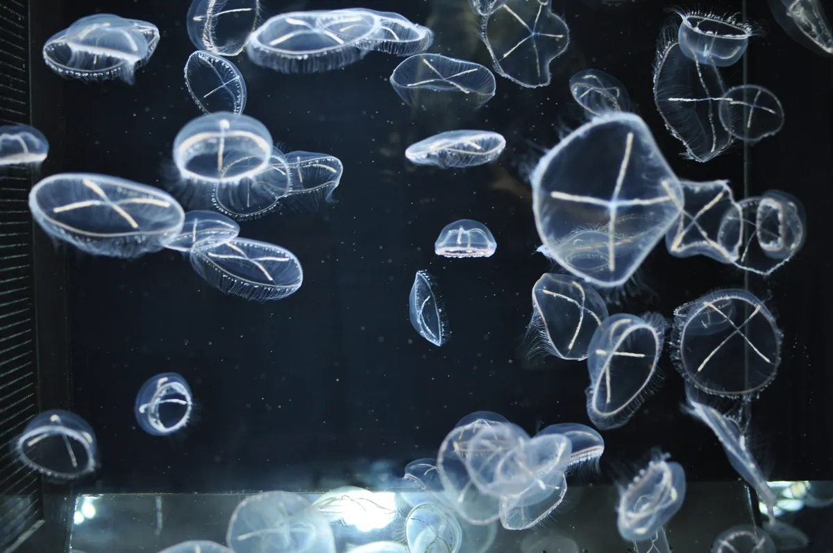 Kamo Aquarium 15