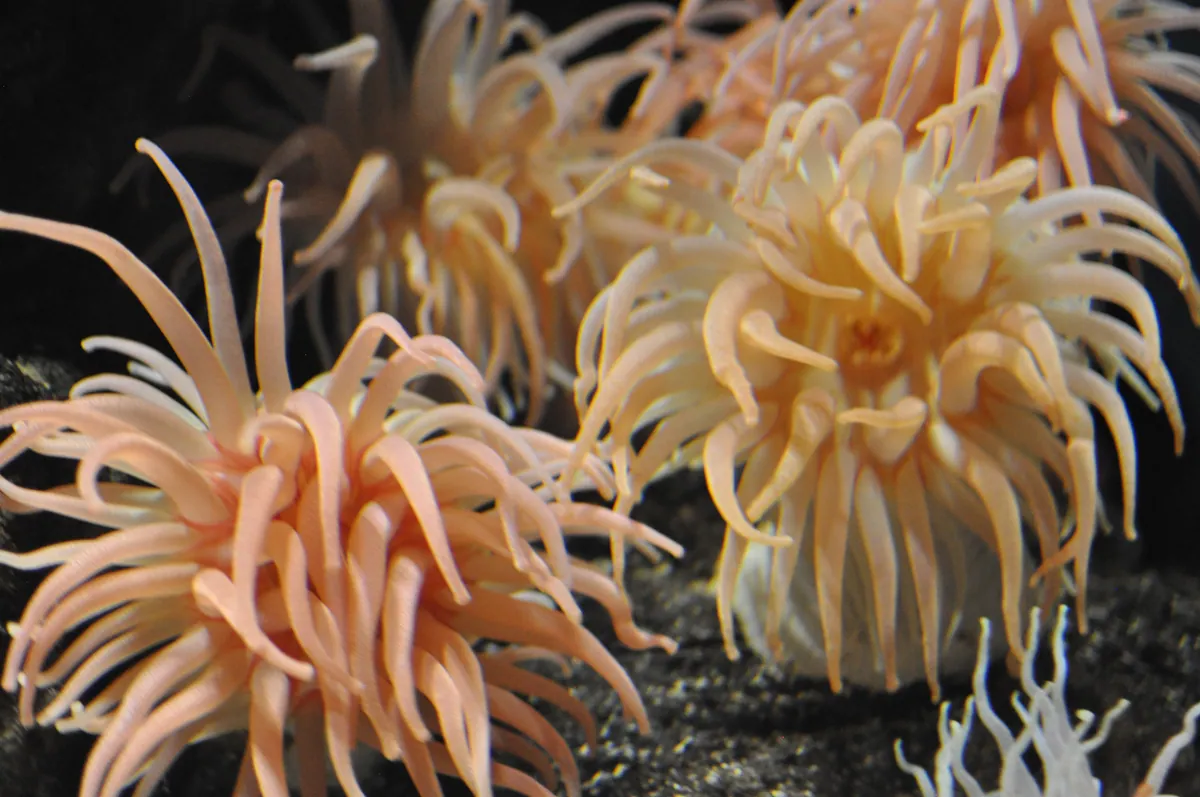 Kamo Aquarium 18