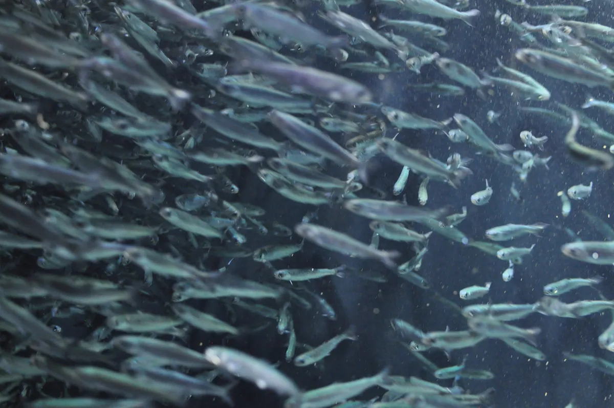 Kamo Aquarium 19