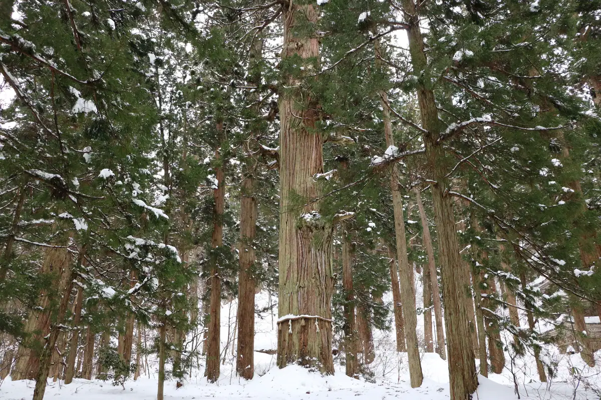 Hagurosan no Jiji Sugi January 2022 A
