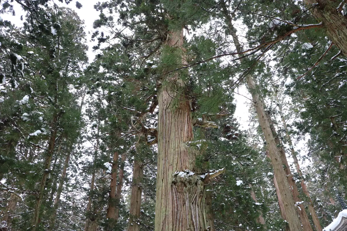 Hagurosan no Jiji Sugi January 2022 C