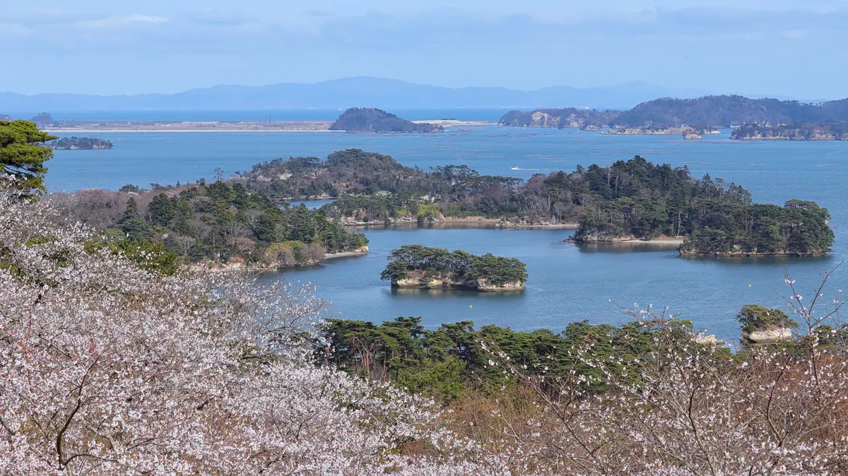 Miyagi-Landscape of cherry blossoms and Matsushima Bay-xl