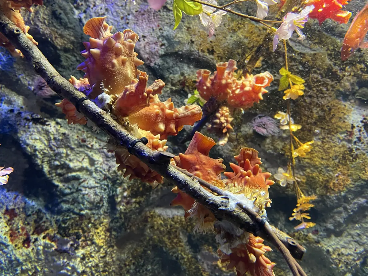 Halocynthia roretzi Uminomori