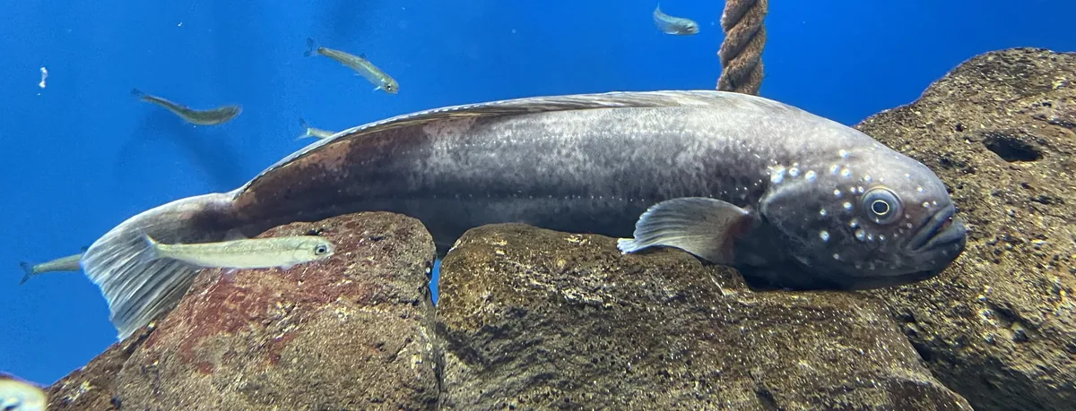 Zaprora silenus Uminomori