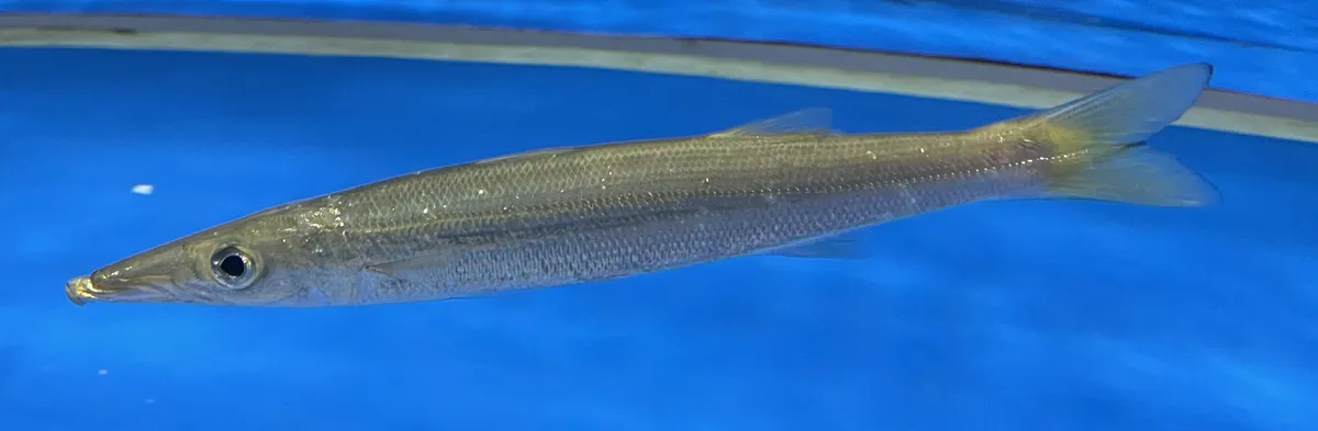 Sphyraena pinguis Uminomori