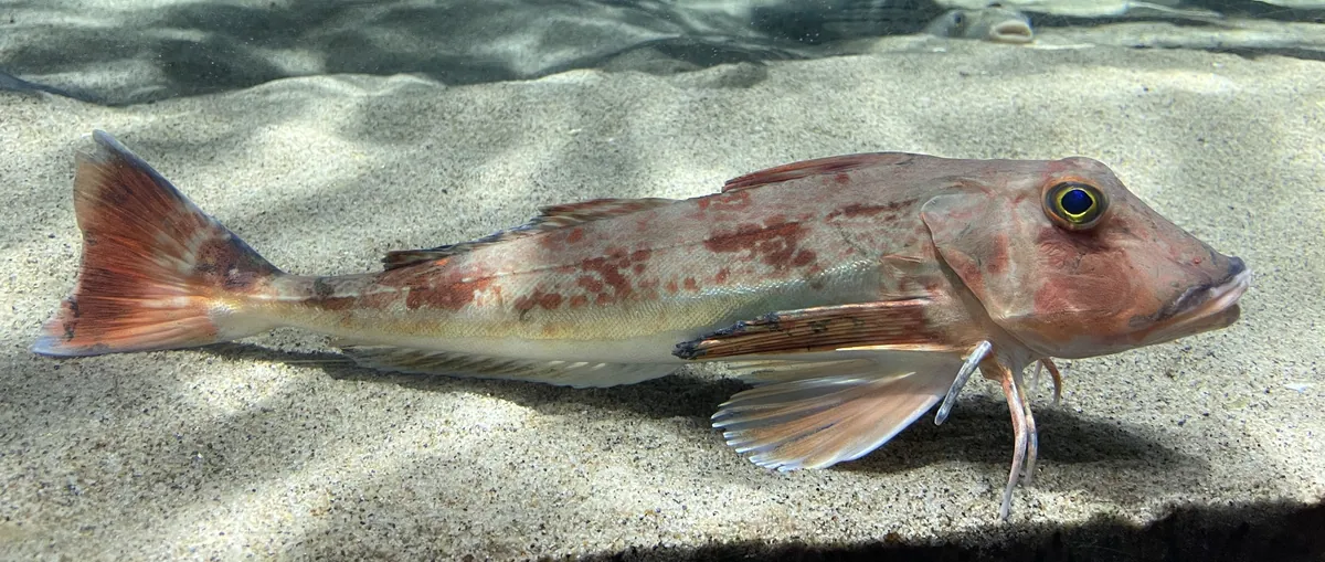 Chelidonichthys spinosus Uminomori