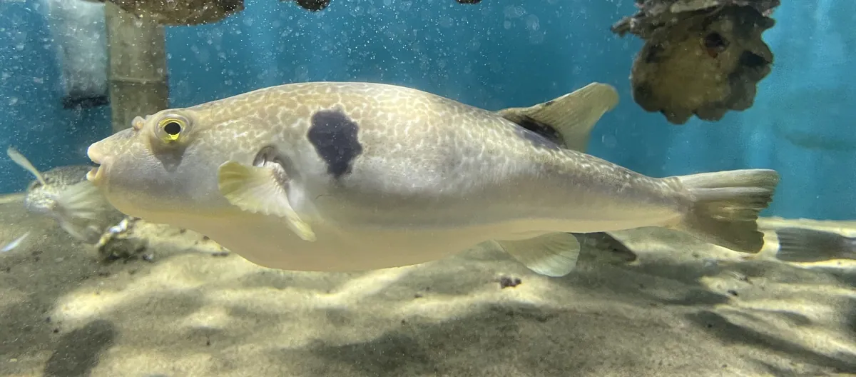 Takifugu porphyreus Uminomori