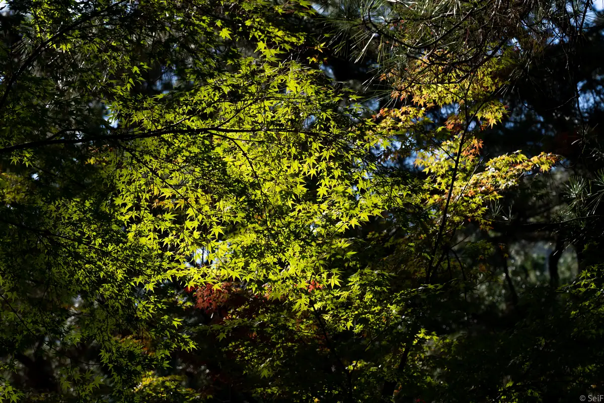 Ritsurin Garden, Kagawa Prefecture; November 2019