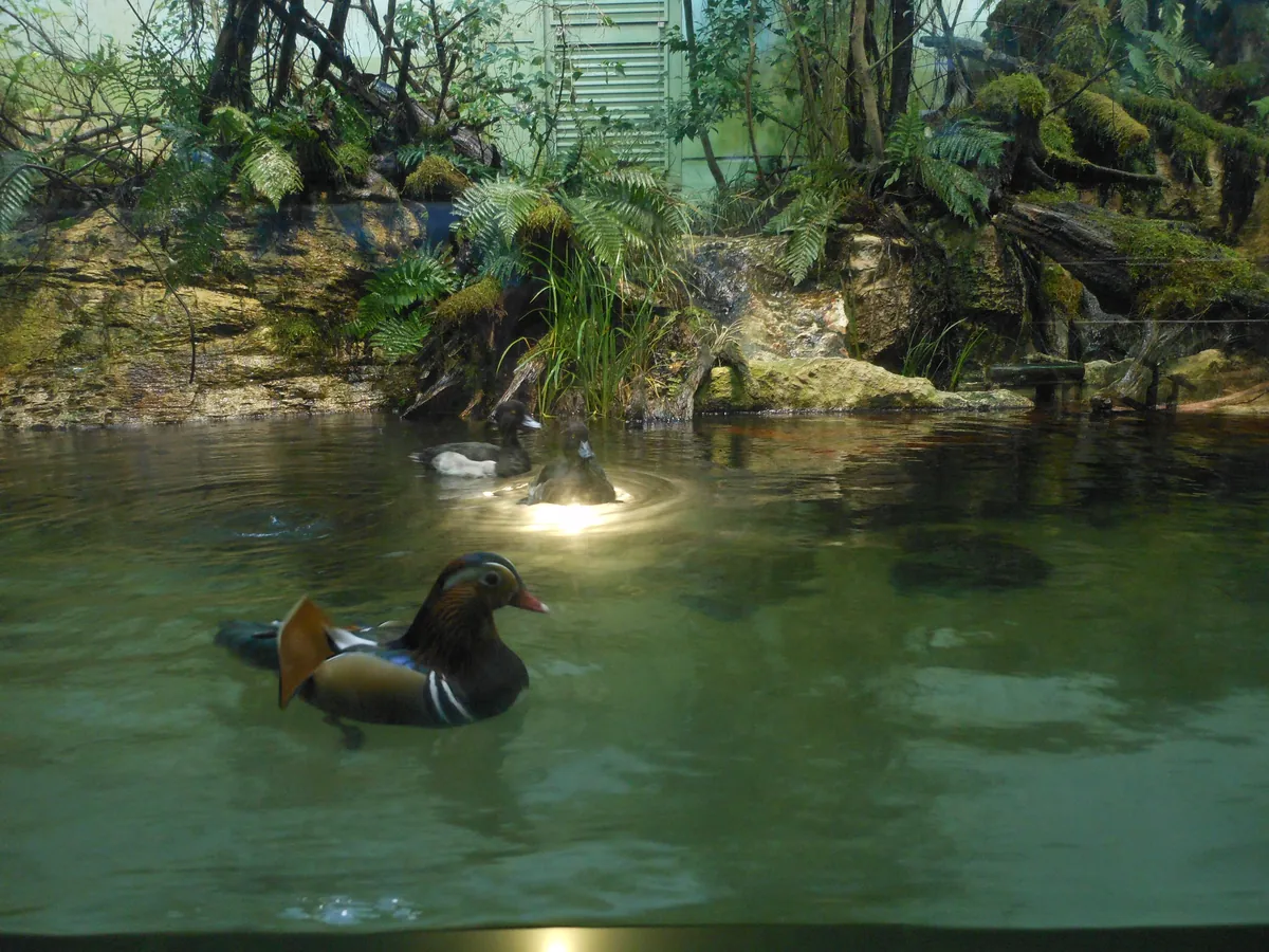 Aquaterrarium in Toba Aquarium