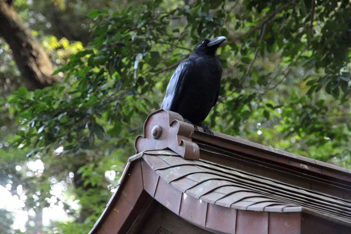 Meiji-jingū barrique de vin 2